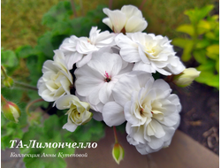 Пеларгония Лимончелло