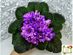 ВаТ-Инопланетянин (Т. Валькова) 2015 г.