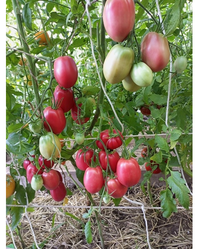 Томат Косентино сел Клауди (Cosentino sel Claudia), Италия