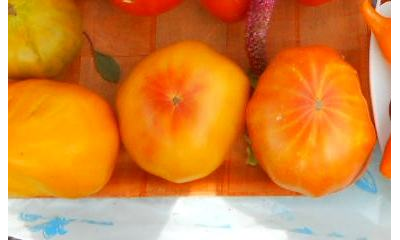 Томат Ананас (Pineapple)