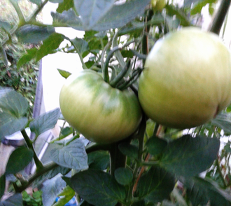 Семена томата Замок Шартр