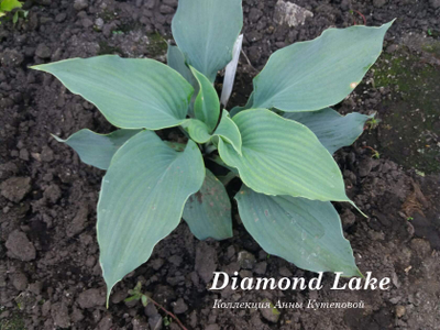 Хоста Diamond Lake