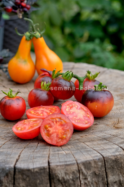 Томат Гондвана Тени, 10 шт