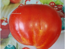 Томат 100 пудов