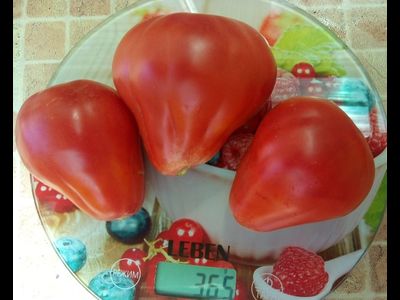 Томат Трюфель густо-малиновый