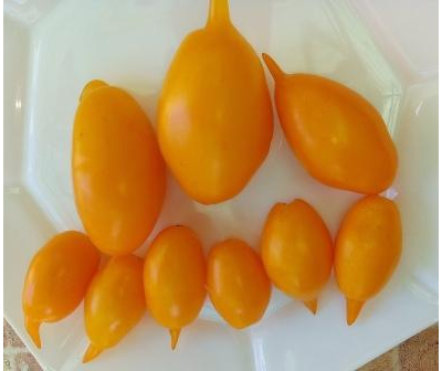 Томат Сокровище (Akmore Treasure)