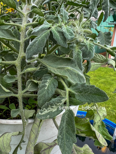 Томат Micro dwarf Allure (Аллюр), 10 шт