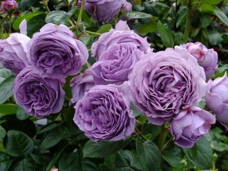 Голубой шторм (Blue Storm Rose)ОСЕНЬ