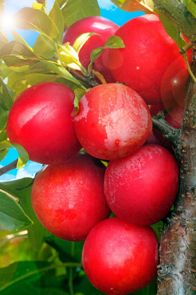 Слива Михальчик