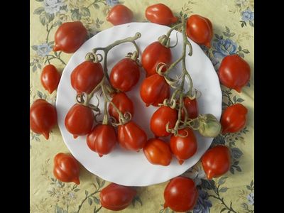 Томат Гора Везувий (Mt.Vesuvius, Mountain Vesuvius)