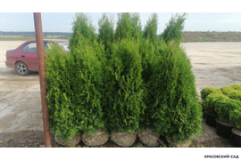 Смарагд отгрузка