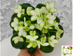 Mac's Misty Meadow (G.McDonald)