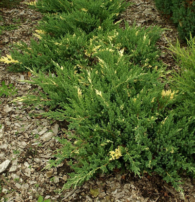 Можжевельник китайский Expanca Variegata, C5