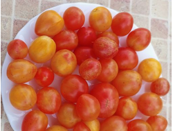 Томат Утренний шмель (Sunrise Bumble Bee)