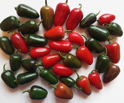 Перец острый  Black Maroccan Jalapeno