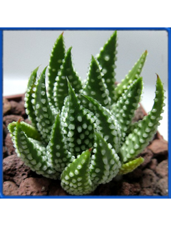 Haworthia pumila, Keurfontein