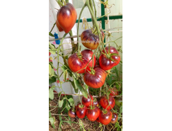 Томат Сержант Пеппер (Sgt Peppers ), США