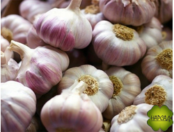 ОТЕЧЕСТВЕННЫЙ ЧЕСНОК ОЗИМЫЙ «ДОБРЫНЯ»  (250 г)