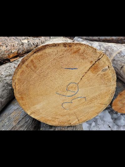 Бревно Кело диаметр 32 см, длина 6 м