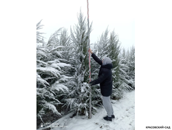 Можжевельник Блю Эрроу 3 метра - Доставляем зимой - Фото - Красовский-Сад.рф