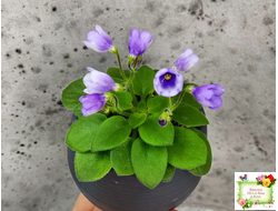 ЛЕ-Котенок Гав (Е. Лебецкая)