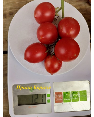 Томат Принц Боргезе (Principe Borghese, Италия)