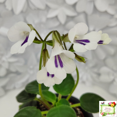 Deinostigma tamiana (Primulina tamiana (примулина тамиана))