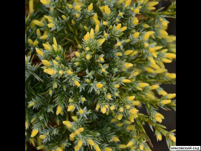 Можжевельник Голд Тип - Gold Tip