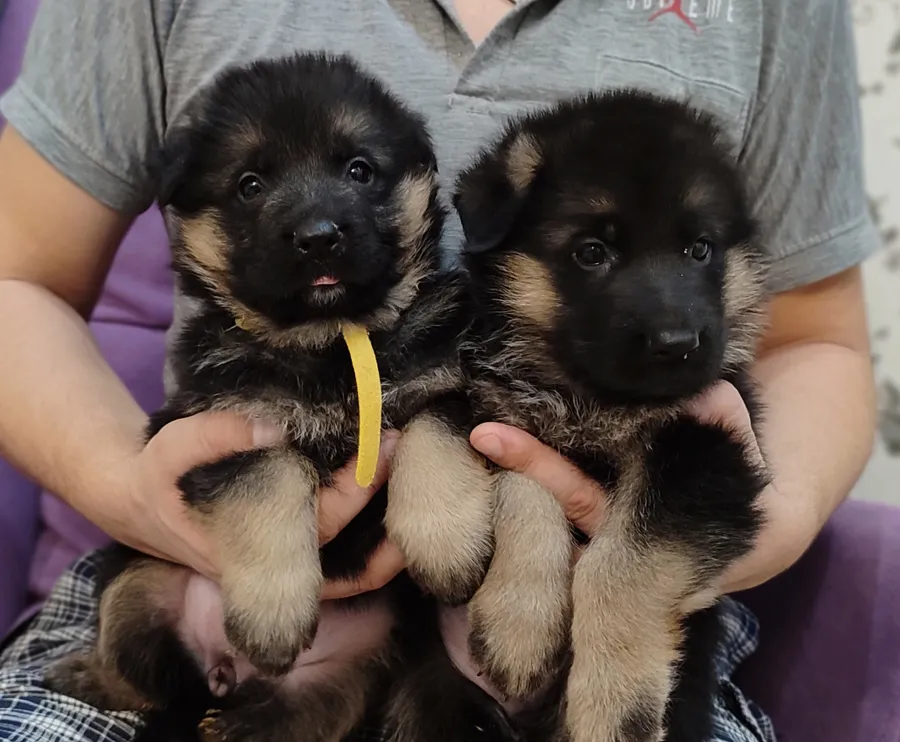 Шанталь с сестрой 1,5 мес.