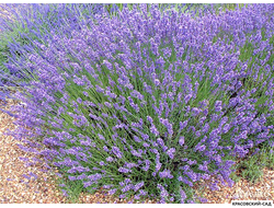 Лаванда узколистная - Angustifolia