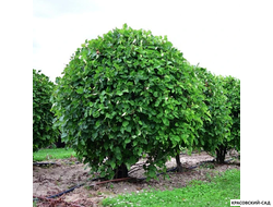 Топиар Боярышник кроваво-красный в форме шара