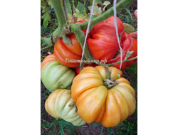 Томат Гигант Фарина (Gigante Farina, Италия)