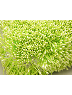 Тычинки тонкие  около 400 нитей , двусторонние , салатовый