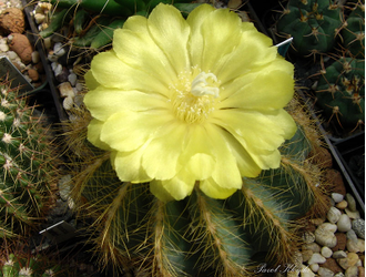 Eriocactus magnificus - 5 семян