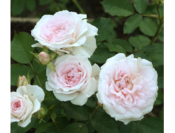 Роза  Модэн Блаш (Morden Blush), ОКС, Бельгия