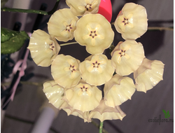 HOYA CYSTIANTHA