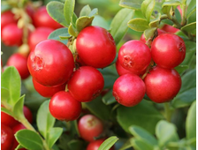 Брусника Коралл 2х летка