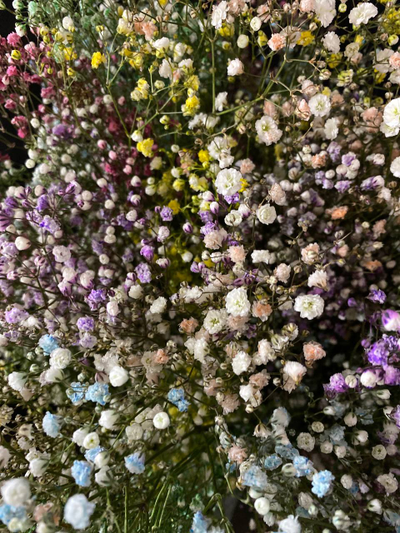 Гипсофила радужная 25 шт