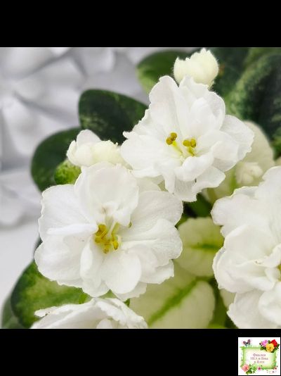 Scales White (Е. и Я. Немчиновы) 2025 г. (детка)