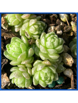 Sedum compactum