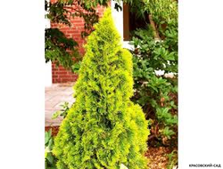 Туя Голден Брабант на участке - Красовский-Сад.рф