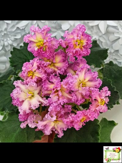 РМ-Богиня Солнца (Н. Скорнякова) 2019 г.