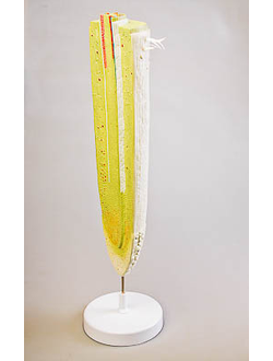 Модель строения корня