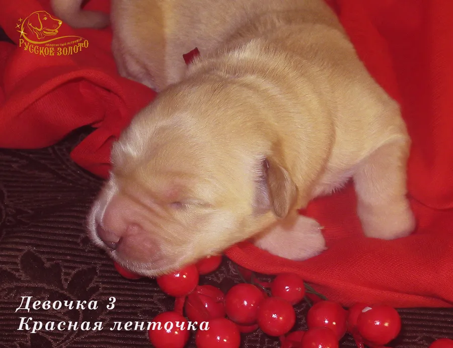 ДОМА  = Девочка КРАСНАЯ ленточка, 5 дней. ДР 28.01.20
