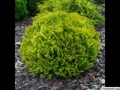 Туя Меджем - Mirjam