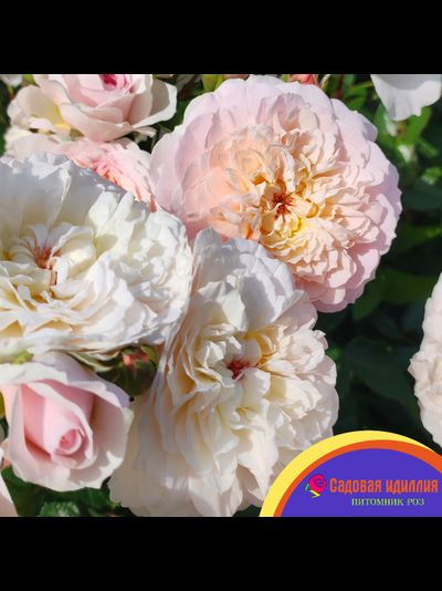 Эмили Бронте (Emily Bronte)