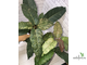 Ficus Altissima ‘New Clon’ / фикус алтиссима нью клон
