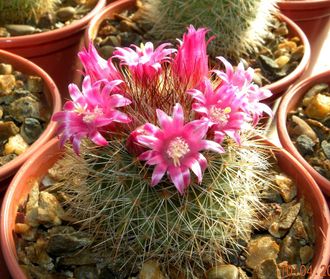 Mammillaria spinosissima (семена)