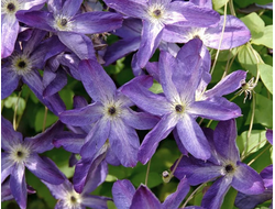 Клематис Venosa Violacea, C2