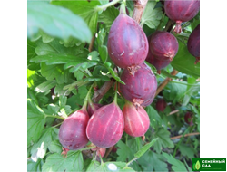 Крыжовник "Серенада"